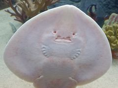 -上海海洋水族馆