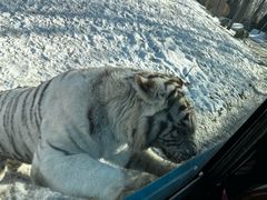 -北京野生动物园