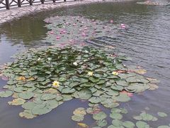 睡莲-上海鲜花港