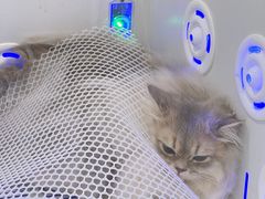 -爱洗澡的猫(望京店)