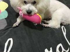 -爱侣宠医·鹦鹉专科·小型哺乳类·异宠专科(灵石路店)