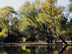 -上海共青森林公园