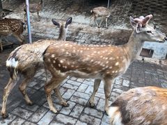 -北京鹿世界主题园