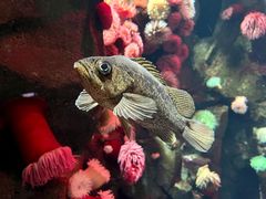-瑞普利水族馆