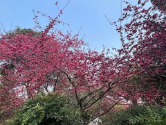 -乌山风景区