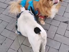 -康乐宝动物医院