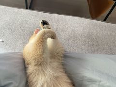 -猫大福·Fortune Cat猫舍(百子湾店)