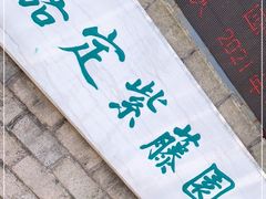 -嘉定紫藤园