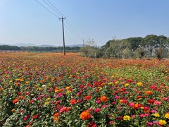 -苏州太湖西山岛开心农场