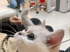 -lincat·猫舍(广州店)