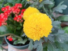 -花博汇(知音花月夜)