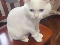 -悠尼宠物·独立低压伊珊娜洗护·美容·寄养(兰谷路店)