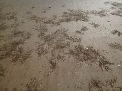 -南澳海滩