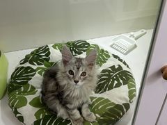 -青奢宠物·青奢猫舍