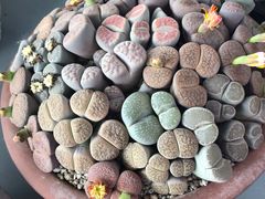 -南通洲际绿博园