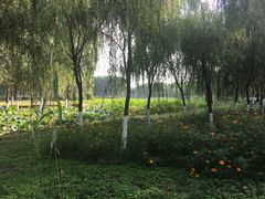-东郊湿地公园
