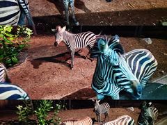 -清迈夜间动物园