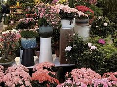 -双季花艺园艺市场(浦东店)