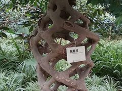 -北京呀路古热带植物园