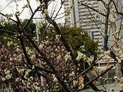 -新虹桥中心花园
