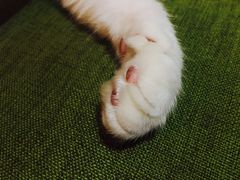 -猫色咖啡·猫咖