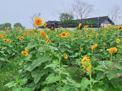 -杭州湾海上花田景区