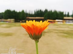 -秀丽东方