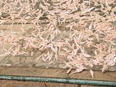 -芦潮港集贸市场