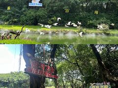 -广州长隆飞鸟乐园