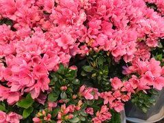 -双季花艺园艺市场(浦东店)