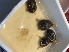 -灵龟之家百象馆(百象馆联合旗舰店)