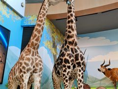 -陕西自然博物馆