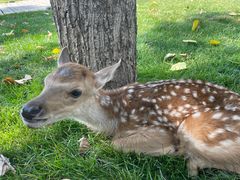 -北京鹿世界主题园