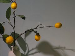 -塔拉苏咖啡(中信丹阳花园店)