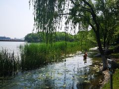 -金鸡湖桃花岛
