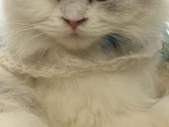 -共舞时光猫咖·狗咖(新街口店)