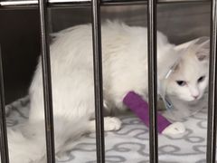 -芭比堂动物医院·犬猫全科·异宠专科(雁塔分院)