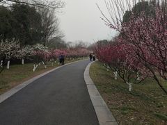 -西溪国家湿地公园