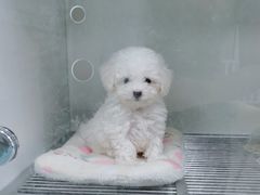 -萌宠之家·腊肠犬·马尔泰·小体犬舍