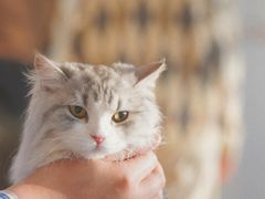 -猫腻·猫咖·撸猫馆(星光大道店)