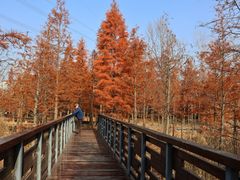-昆山城市生态森林公园