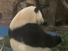 -成都动物园