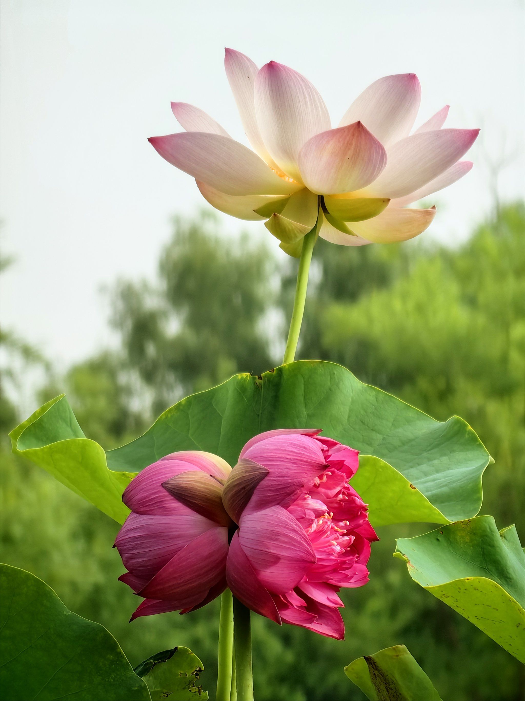 并蒂莲～大自然的美拍集