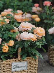 -安琪儿妇产医院·医养月子中心