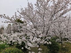 -香雪海