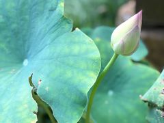 -东山雕花楼