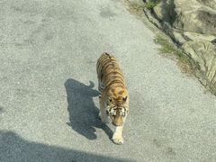 -大连森林动物园