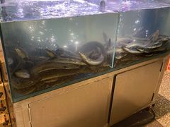 水产区-本炙炭烤·蒲烧活鳗料理店(金沙洲店)