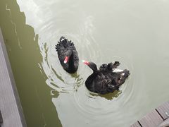 -大湾区中央湿地公园