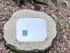 -上海佘山国家森林公园天马山园